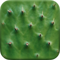 Nature Widget Themes cover